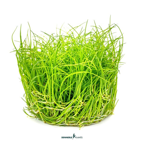 Eleocharis pusilla | Feiner Bodendecker InVitro