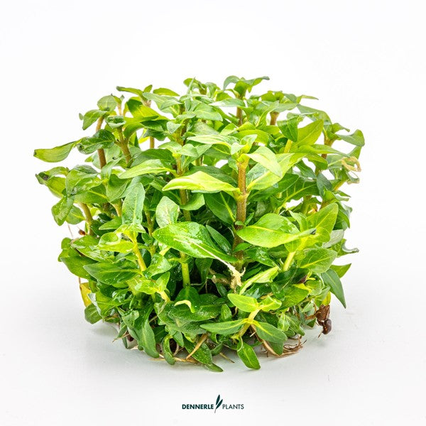 Staurogyne repens | Kompakte Vordergrundpflanze InVitro