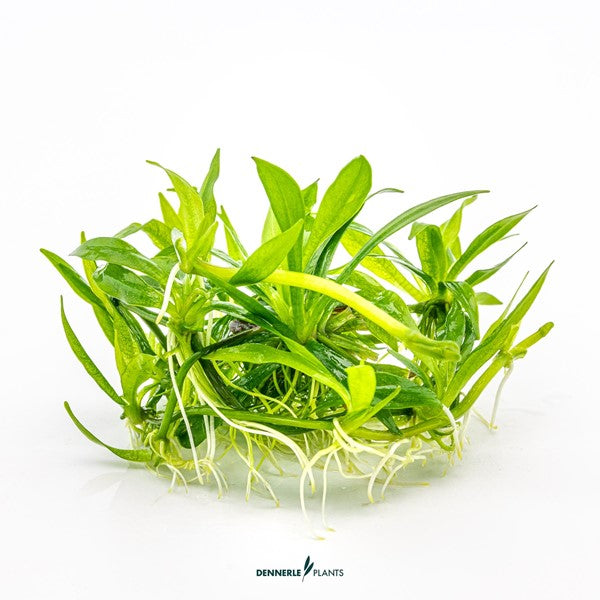 Helanthium bolivianum ‘Quadricostatus’ | Robuste Vordergrundpflanze InVitro