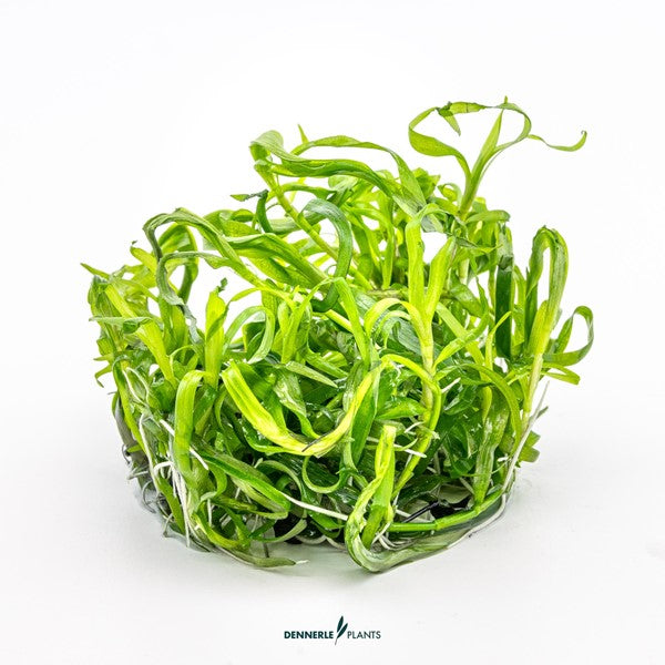 Heteranthera zosterifolia | Schnellwachsende Stängelpflanze InVitro