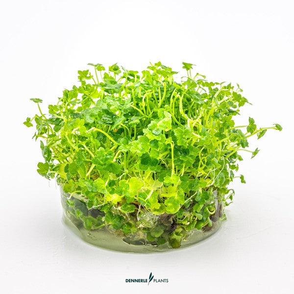 Hydrocotyle tripartita ‘Mini’ | Kriechende Akzentpflanze InVitro