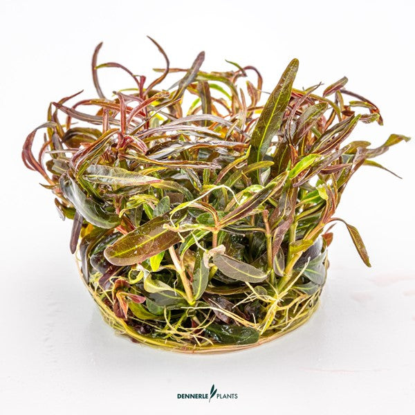 Hygrophila lancea ‘Araguaia’ | Rötlich-bronzene Stängelpflanze InVitro