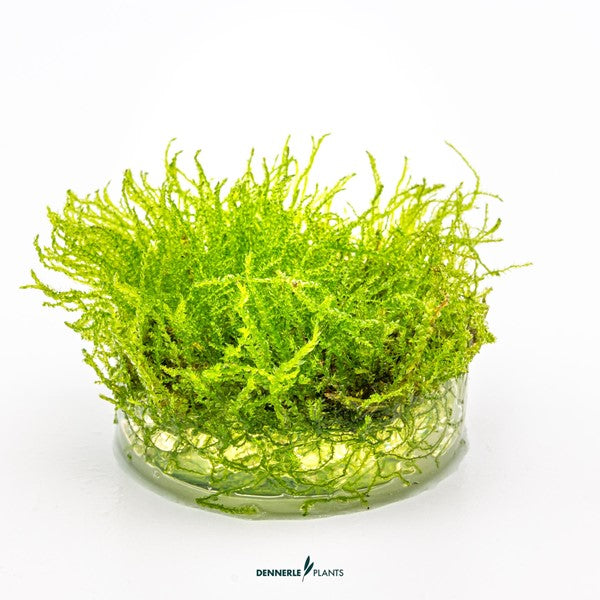 Taxiphyllum barbieri | Klassisches Javamoos InVitro