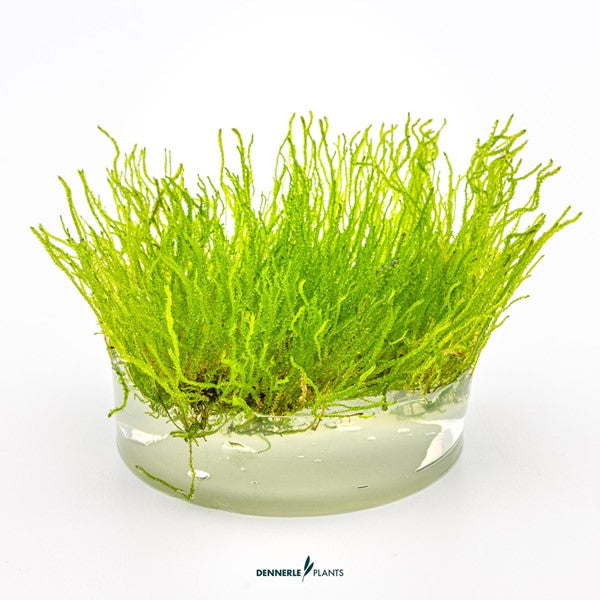 Taxiphyllum spec. ‘Flame Moss’ | Flammenförmiges Aquarienmoos InVitro