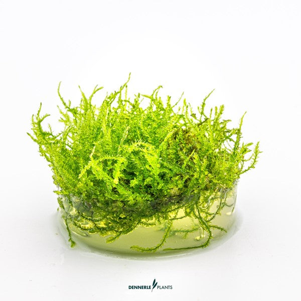 Vesicularia montagnei | Christmas Moss InVitro