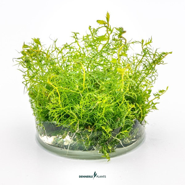 Proserpinaca palustris | Fein strukturierte Rotpflanze InVitro