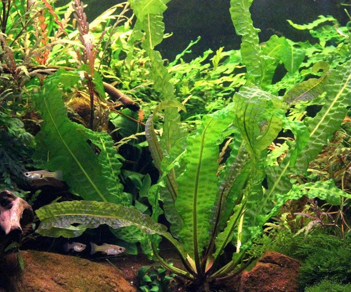 Aponogeton boivinianus | Großblättrige Solitärpflanze fürs Aquarium