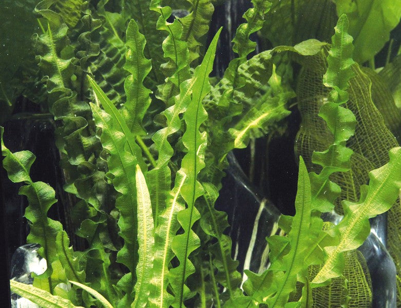 Aponogeton longiplumulosus | Gewellte Solitärpflanze für große Aquarien