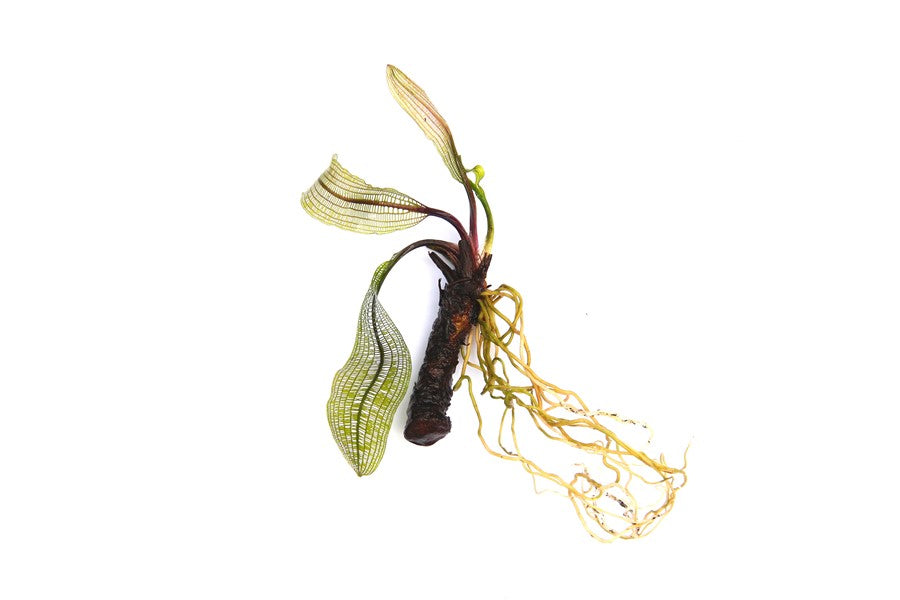 Aponogeton madagascariensis | Madagaskar-Gitterpflanze fürs Aquarium