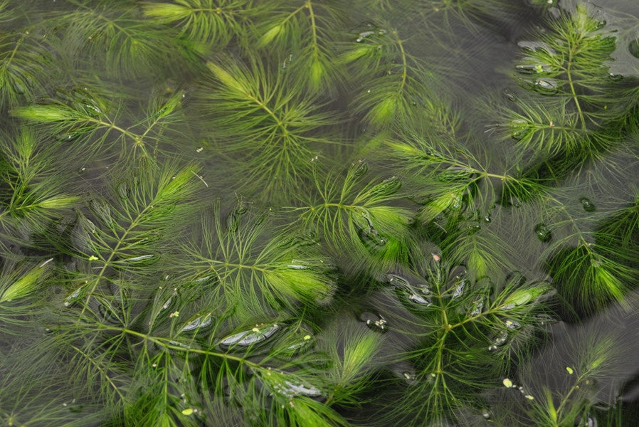 Ceratophyllum demersum | Schnellwachsende Schwimm- & Hintergrundpflanze