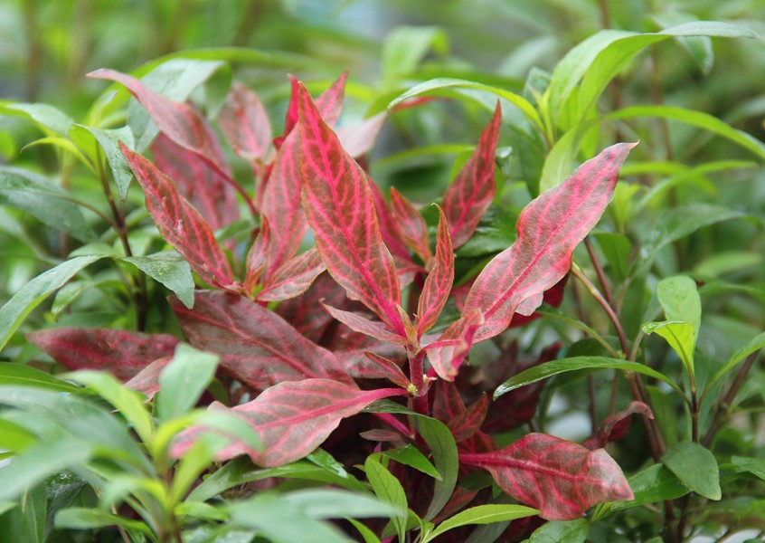 Alternanthera reineckii ‘Red Ruby’ | XXL-Schaupflanze mit intensiver Rotfärbung