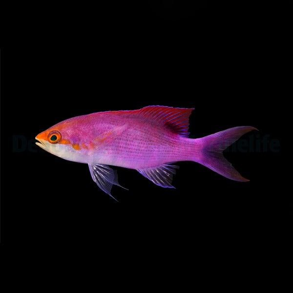 Mirolabrichthys tuka (Männchen) – Purpur-Fahnenbarsch