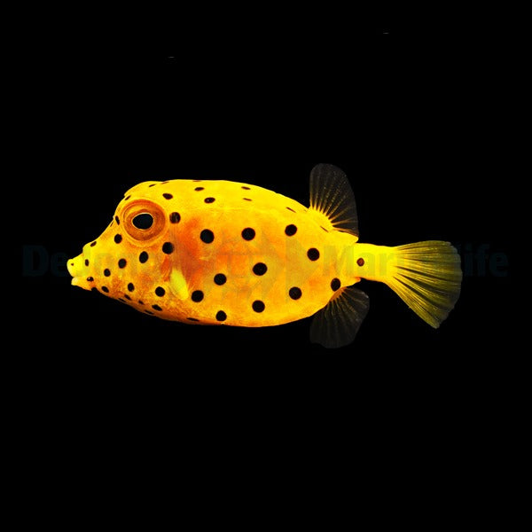 Ostracion cubicus – Gelber Kofferfisch