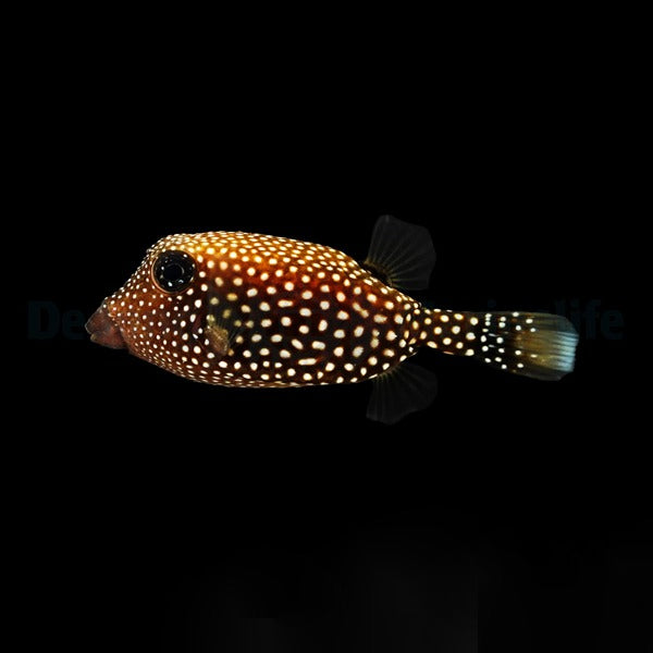 Ostracion meleagris – Weißpunkt-Kofferfisch (Weibchen)