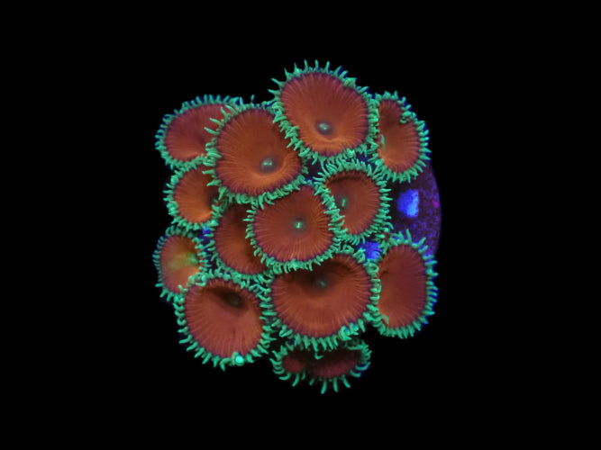 Krustenanemonen (Palythoa spp. Red Death) (frag)