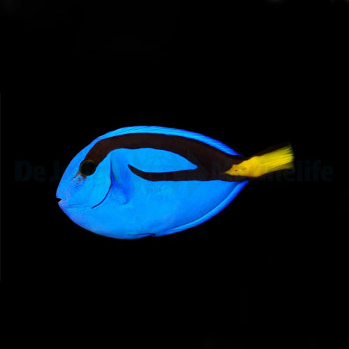 Paracanthurus hepatus sm Paletten Doktorfisch