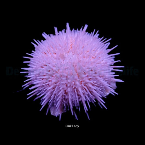 Pink Lady Seeigel (Salmacis sp. Pink Lady)