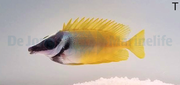 Fuchsgesicht (Siganus vulpinus)