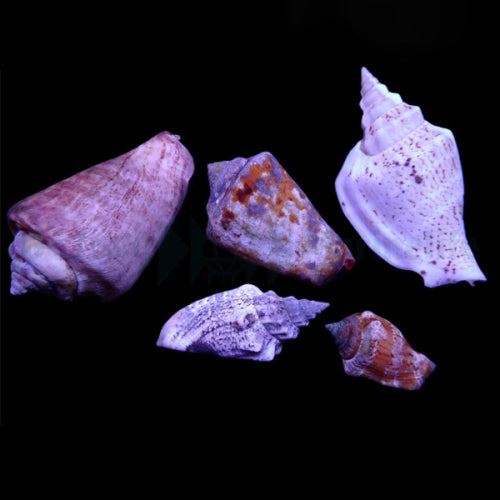 Conomurex (Strombus) sp. - Fechterschnecke