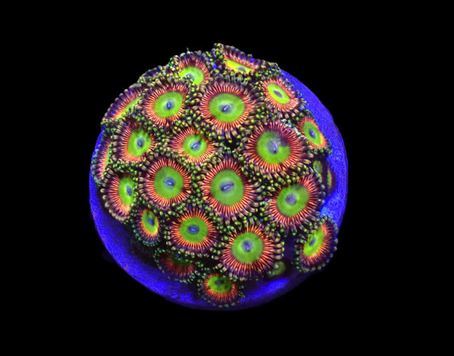Krustenanemone (Zoanthus spp. (Candy Apple Green) (frag)