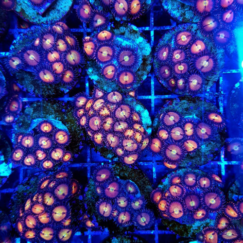 Krustenanemone (Zoanthus spp. Halle Berry) (frag)
