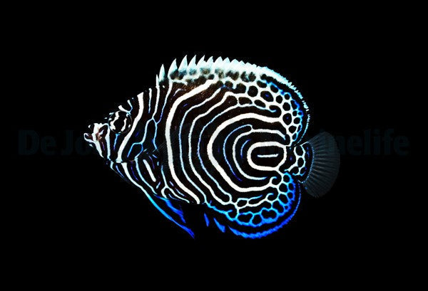 Kaiserfische & Falterfische