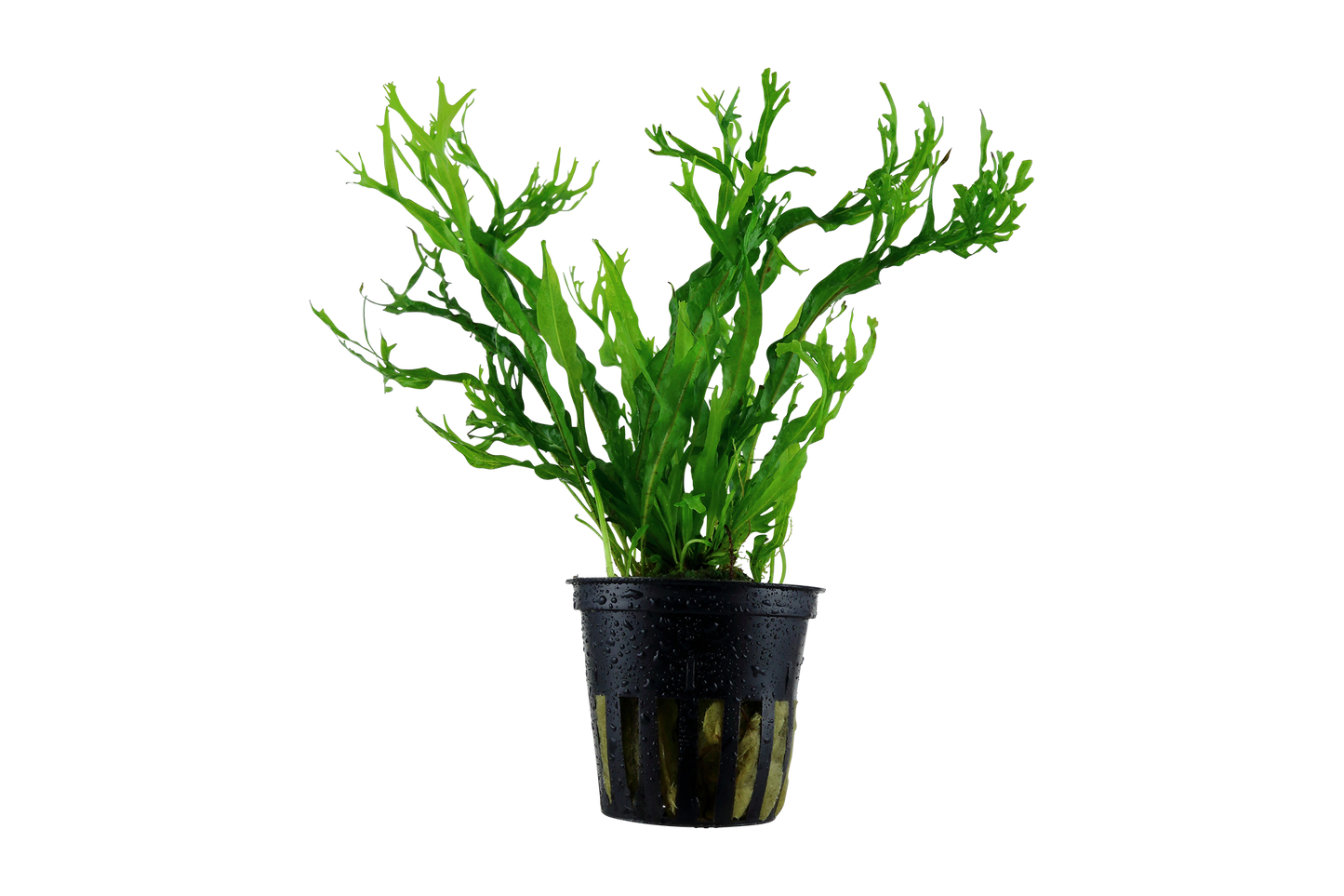 Microsorum pteropus 'Windeløv' (XL Topf)