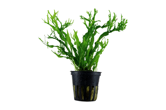 Microsorum pteropus 'Windeløv' (XL Topf)