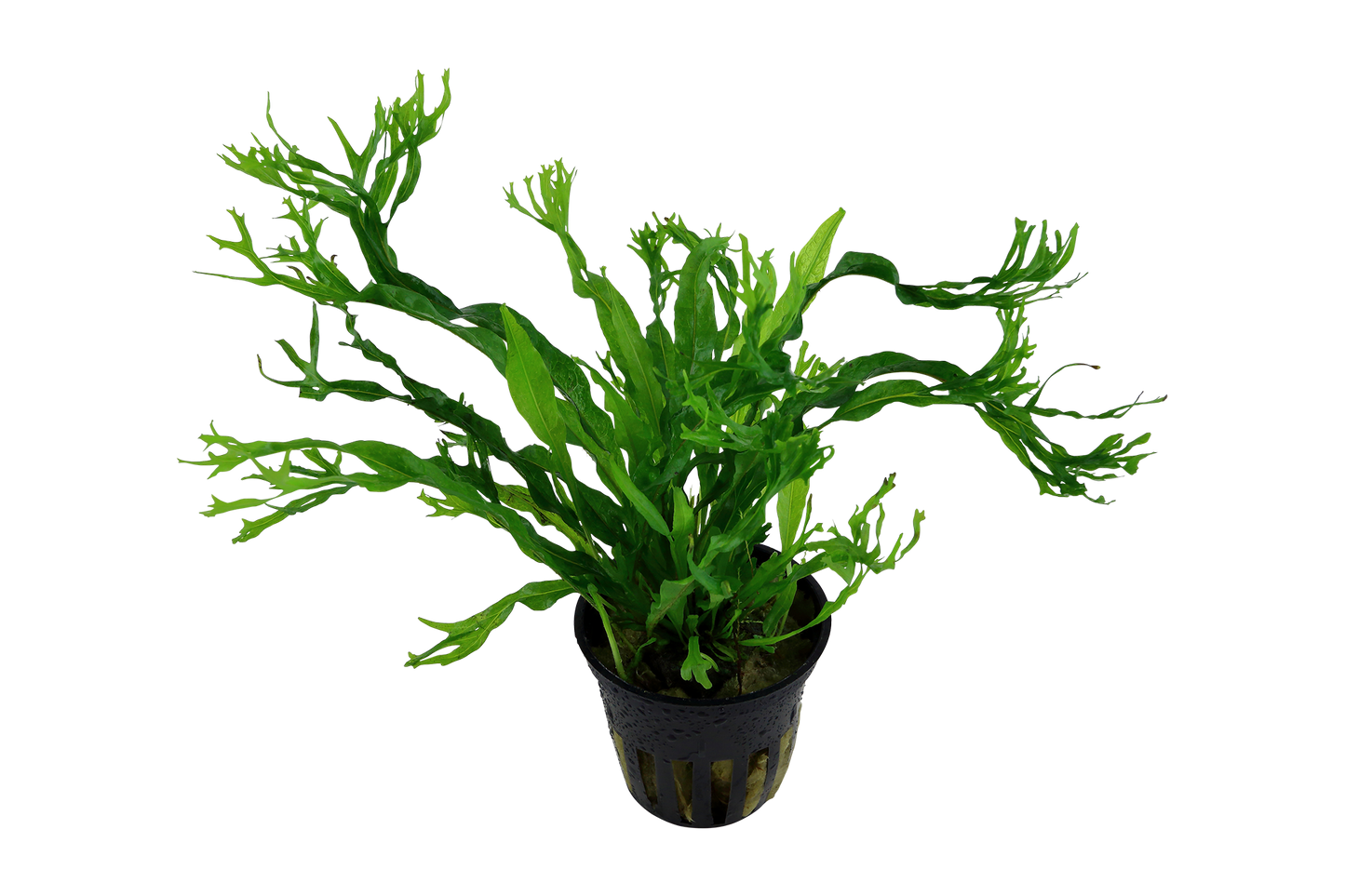 Microsorum pteropus 'Windeløv' (XL Topf)