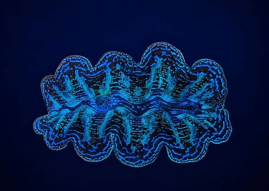 Tridacna crocea – Bohrmuschel (3-4 cm)