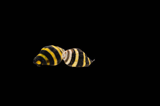 10er Set Engina mendicaria Hummelschnecke /Super Restefresser