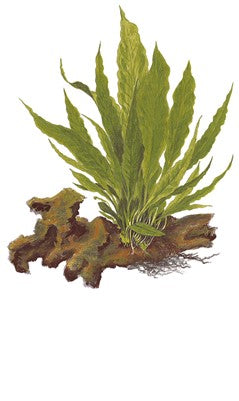 Microsorum pteropus auf Lavastein