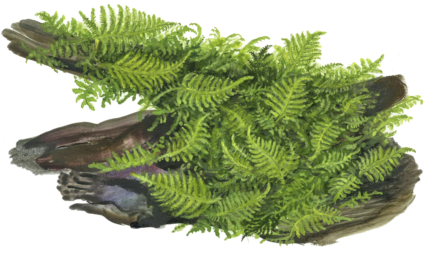 Vesicularia montagnei 'Christmas Moss'