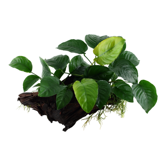 Anubias auf Holz (12-16cm)