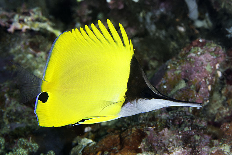 Forcipiger longirostris futterfest - Langmaul Pinzettenfisch - Medium