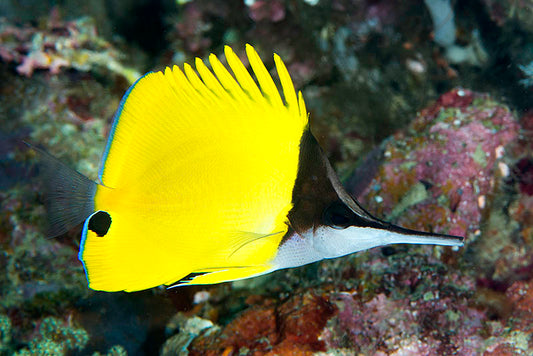 Forcipiger longirostris futterfest - Langmaul Pinzettenfisch - Medium