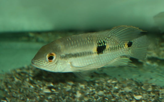 Diadem-Buntbarsch – Aequidens diadema