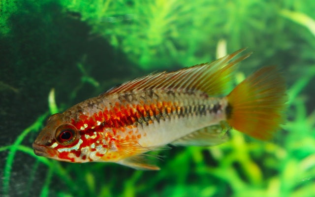 Rotflossen Zwergbuntbarsch Männchen – Apistogramma macmasteri ‘Red Mask’ | Farbenprächtiger Südamerika-Zwergbuntbarsch