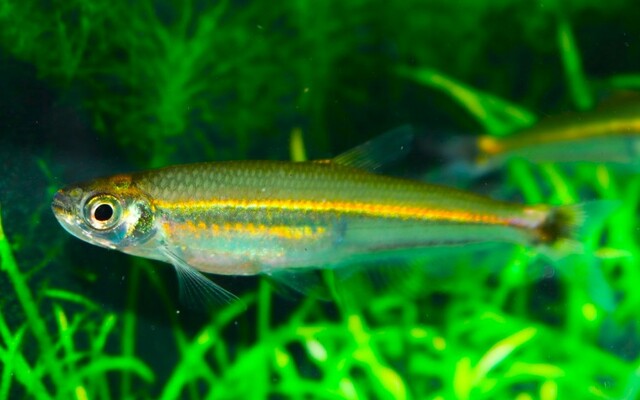 Iguanodectes spilurus Wildfang – Iguanodectes spilurus