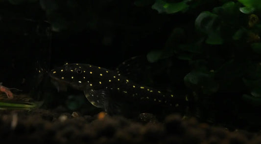 Dwarf Pleco haroldoi – Parotocinclus haroldoi | Seltener Mini-Wels & natürlicher Algenfresser