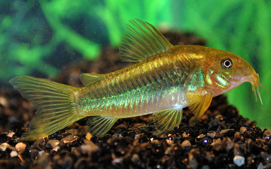 Panzerwels Peru Green Stripe – Corydoras sp. CW009 | Seltene Zuchtform mit grünem Rückenstreifen & friedlichem Wesen