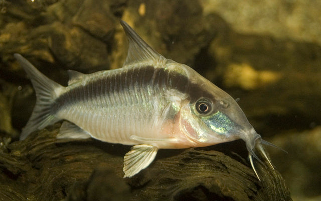 Stromlinien-Panzerwels – Corydoras arcuata