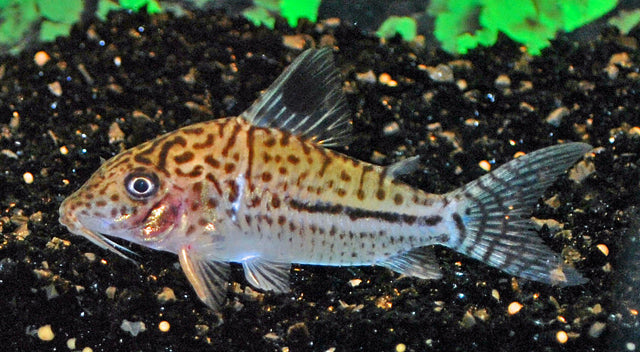 Leopardus-Panzerwels – Corydoras leopardus