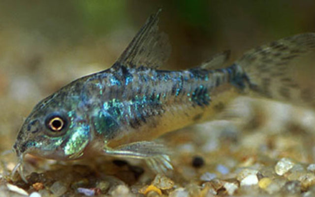 Marmorierter Panzerwels – Corydoras paleatus