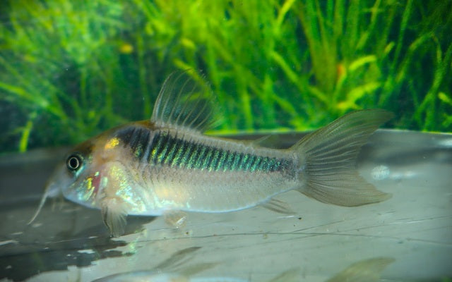 Rost-Panzerwels – Corydoras rabauti