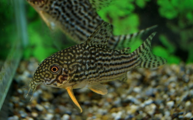 Sterbas Panzerwels – Corydoras sterbai