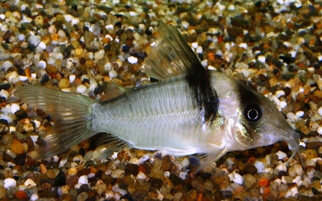 Miguelito-Panzerwels – Corydoras virginiae