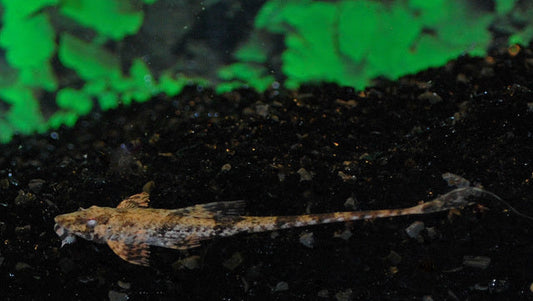 Loricaria filamentosa – Dasyloricaria filamentosa