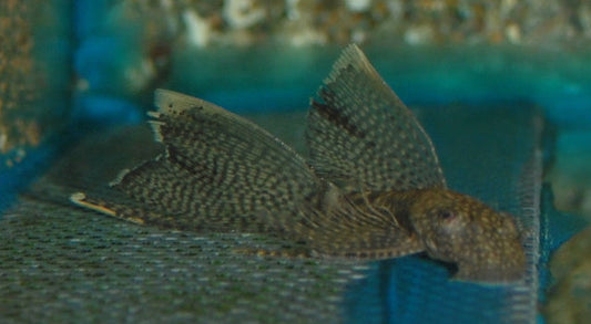 Ancistrus Schleier – Ancistrus cf. cirrhosus Long Fin | Eleganter Algenfresser mit langen Flossen