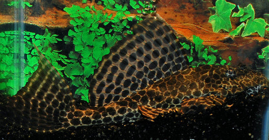 Waben-Schilderwels – Pterygoplichthys gibbiceps